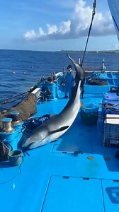 Tiger Shark | The AnnaLynne McCord