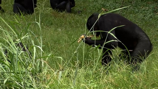 Adult and juvenile bonobos playing