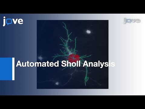 Automated Sholl Analysis Of Digitized Neuronal Morphology At Multiple Scales l Protocol Preview