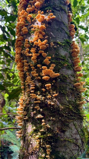 6.2K views · 132 reactions | Fungi are very good at recycling. Our...