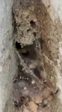 Small Black Ants In The House-Sugar Ants Exterminators Little black ants Extermination Seattle WA