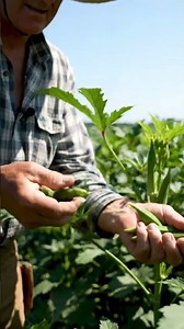Okra Picker 🌿 | Fresh Green Harvest in the USA 🇺🇸 | Village Life Shorts