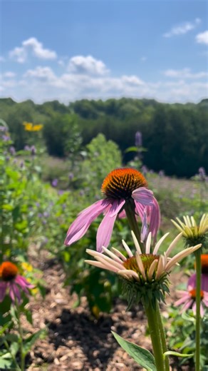 Kristie & Brenden Woods on Instagram: "How about a garden that works with nature, not against it? At Woods Wildscaping, we design and install rewilded landscapes using native plant species. We love Mini meadows, low-water, low-intervention gardens that support pollinators, restore ecosystems, and grow more beautiful every year. Based in Grey Bruce & The Blue Mountains, we help homeowners turn lawns into living landscapes. ✨ Less maintenance ✨ Less water ✨ More life Ready to rewild your property?