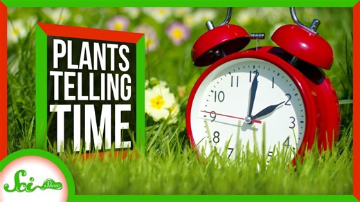 How plants tell time