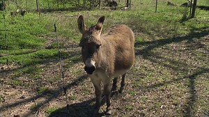 83K views · 1.1K reactions | Mike negotiates for a Yamaha DT360 and early Bell Star helmets. | American Pickers on The History Channel | Facebook