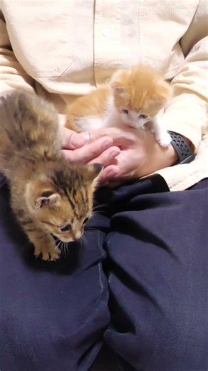 おじさんの膝の上が大好きな子猫さん【赤ちゃん猫 保護猫】 #cat #好きな子猫 #kitten #gatto #cute #子ネコ #meow #エウレカねこ部 #kitty #保護猫