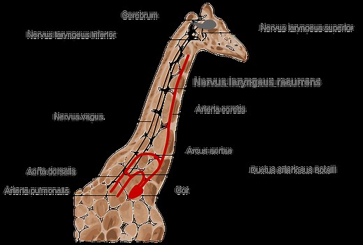 Evidence of evolution:  Giraffe’s laryngeal nerve