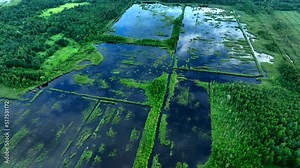 Bog with grass and moss and trees. Swamp landscape. Peatland in wet. Wild mire, wamps and Peat Bogs. Swampy land and wetland, marsh, bog. Marshland after peat extraction. Bog on Flooded field.