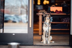 Shop With Bestie at 6 Dog-Friendly Colorado Malls | Sidewalk Dog