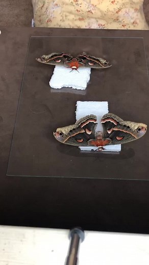 The Art of Moth: Exploring the Cecropia Moth