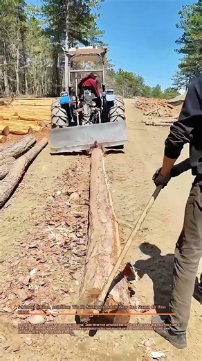 Schieben, schälen, enthüllen: Wie die Stahlplatte am Traktor dem Stamm die Haut nimmt