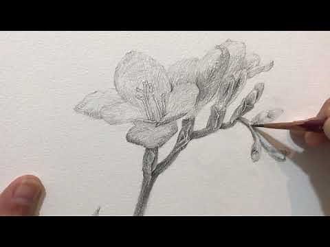 初心者デッサン講座 3/3 〜花を描く〜フリージア