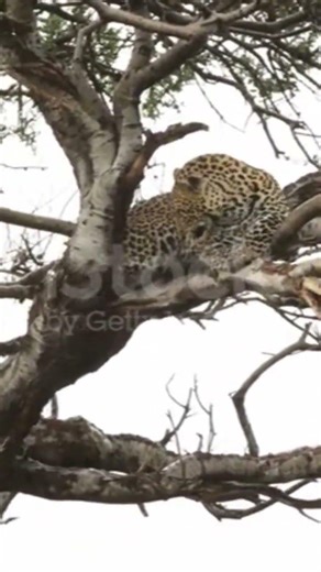 Two leopard cubs playing high up in a tree.