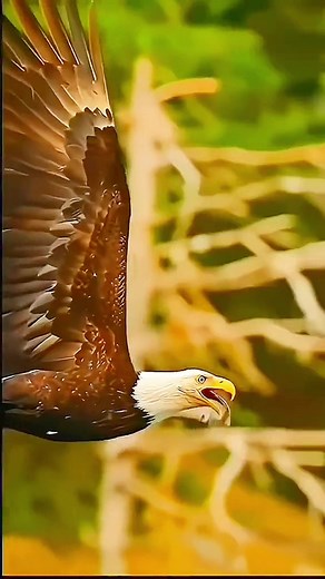 Amazing Wildlife: The Majestic Eagle's Survival Skills in Nature