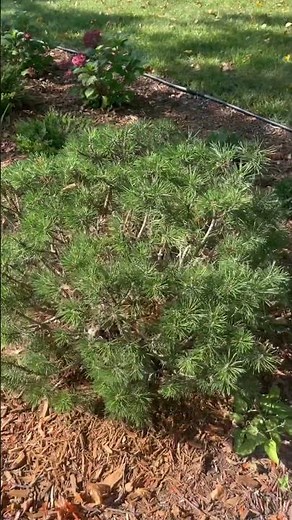 Mugo pine tree identification