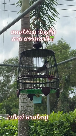 สอนฝึกให้นกร้องริ๊กสำหรับนกกรงหัวจุก