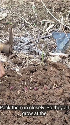 How to Plant Cocoa Beans Part 2 #farming #cocoa