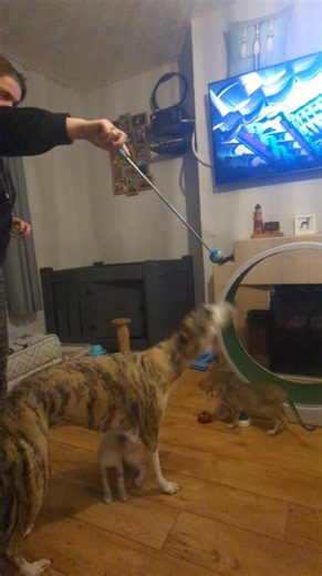 1.1K views · 23 reactions | Another of Gerties tricks. This week we will be adding health and training tips specifically for our subscribers. Hit subscribe to keep updated ❤️ #whippetoftheday #whippetcorner #whippet #whippetsofinstagram #whippetsofinstagram❤️ #whippetslife #whippetlove #whippetsoninstagram #whippets_of_insta #whippetlife #whippetdog #whippetofinstagram #whippets #whippetstyle #whippetsrule | Speedgun Whippets | Facebook