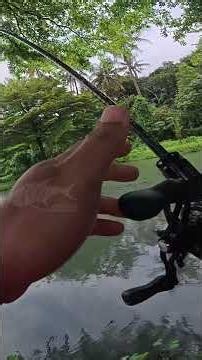 NGERI .!!! CASTING IKAN AMAZON STRIKE ARAPAIMA #fishing #mancing