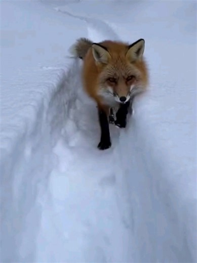 She Gone Off (@shegoneoff)’s videos with original sound - She Gone Off