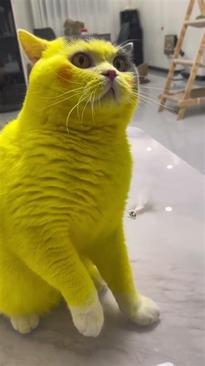 The Look: 10/10 Sparky#PikachuCat #CosplayCats #Pokemon #FunnyPets #CatLovers #Pikachu #ViralReels