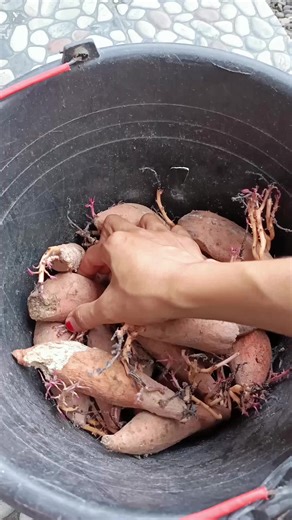 Ubi Jadi Cemilan Enak: Resep Kecimpring Olahan Ubi