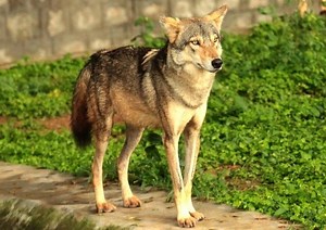 Indian wolf - Alchetron, The Free Social Encyclopedia