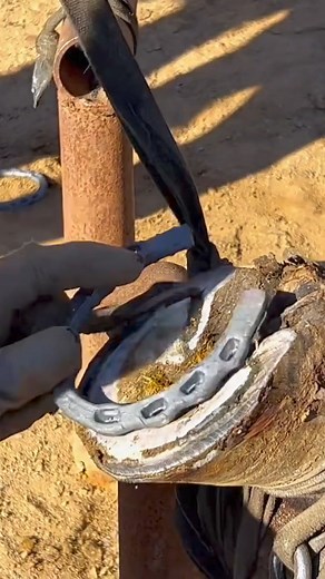 2.1K views · 22 reactions | Embracing tradition! A skilled rural farrier tends to a mule, trimming its hooves and fitting new horseshoes, keeping the ancient art of horsemanship alive | Hoof Farrier | Facebook