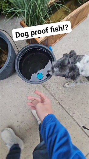 28K views · 175 reactions | Shiners are great at hiding from potential predators! #fish #nature #animals | Aquapros | Facebook