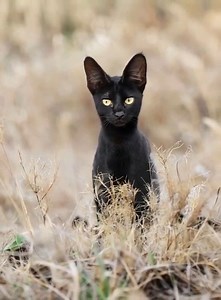 4.5K views · 33 reactions | Meet the Black Serval, an extremely rare...