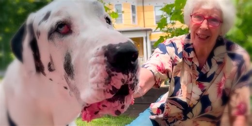 Great Dane Meets A Grandma In The Woods And They Become BFFs
