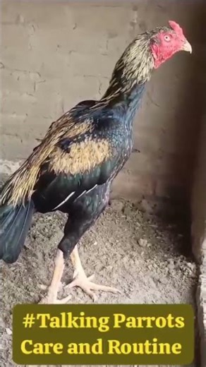 This Java Aseel Rooster Looks Unreal🐓🔥🐓#aseelmurga #stunning #aseel #rooster #shorts #youtubeshorts