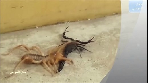 Camel Spider vs black Scorpion REAL FIGHT
