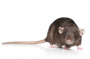 Pest Control Bedford - EWS Group - United Kingdom