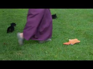 Teacup Yorkie Puppies For Sale