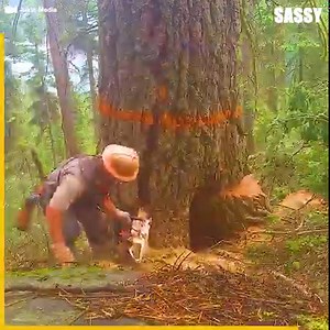 This man is lucky to walk away un·scathed! 😲🪵 | Sassy