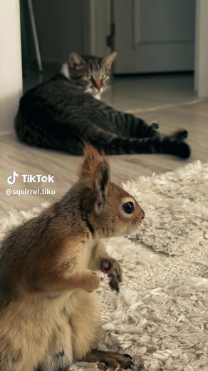 Fikko produktion presents 😁 Horror “Squirrel” #белка #squirrel #жизньсбелкой #catsVSsquirrel