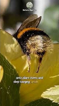 3 Mind-Blowing Bee Facts #bees #nature