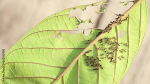 Slug worm or Larvae Caterpillars on leaf, it is dangerous insect pest with plant disease of vegetables and agriculture.