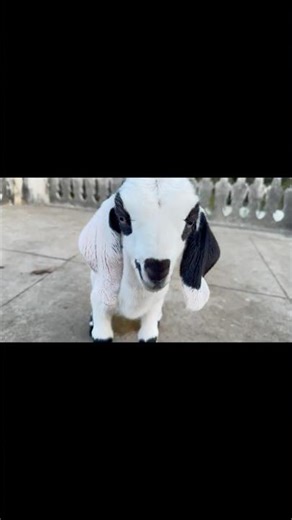 🔥 “10 Hours Old Baby Goat 🐐❤️ | Real India Life”