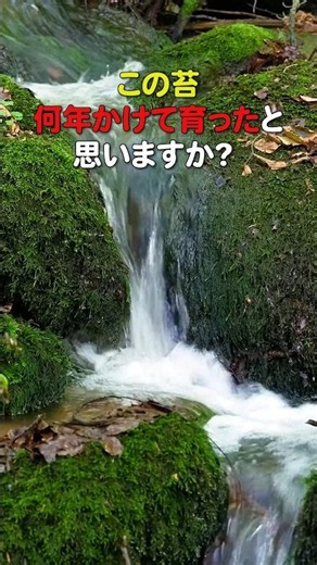 少しずつ育つ苔のように急がない時間をあなたに！渓流音と優しい音楽で究極の癒し #疲労回復 #リラックスbgm #作業用bgm #睡眠用bgm