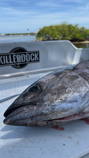 167K views · 1.2K reactions | Springtime in South Florida is Blackfin Tuna time! Something so satisfying about eating raw fish straight off the skeleton. Always a pleasure to cut on a KillerDock #killerdock #blackfintuna #rawtuna #tunasashimi | Reed_thefishmonger | Facebook