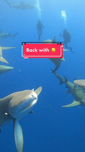 Exciting Shark Diving Adventure with Lemons