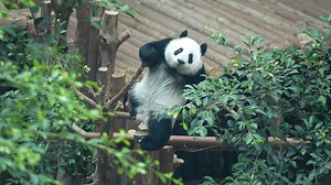 13K views · 780 reactions | This baby panda doesn’t see where the camera is located when looking around with its nearsighted eyes. #HiPanda #PandaTime #ChengduPandaBase For more panda information, please check out: https://en.ipanda.com | iPanda | Facebook