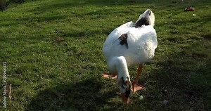Close up view of video footage of a white goose eating fresh vegetables on the grass field, embracing with rural atmosphere in the afternoon