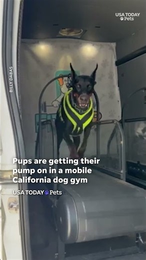 Watch dogs run on treadmills to burn energy and relax