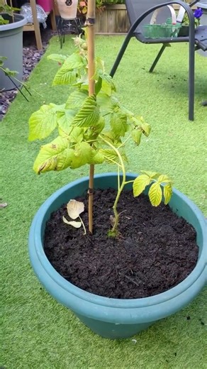 Grow Raspberries in Containers — Easy Home Gardening. #gradinaspace #balconygarden
