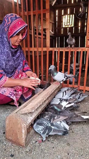 2.7M views · 10K reactions | Racing pigeons feeding time #pigeons #racingpigeons #pigeonsbaby #pigeonsloft | Family Farming | Facebook