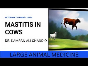 WHAT IS MASTITIS IN CATTLE?
