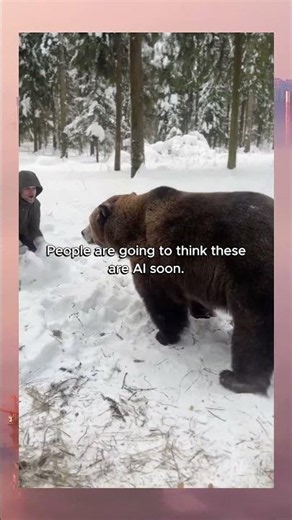 Snowball fight with a grizzly